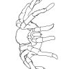 Ausmalbilder Spinne - Malvorlagen Kostenlos Zum Ausdrucken verwandt mit Spinnen Zum Ausdrucken