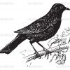 Common Blackbird Or Turdus Merula, Vintage Engraving über Amsel Ausmalbild