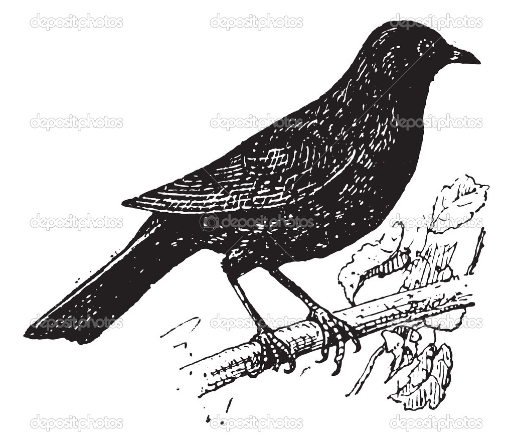 Common Blackbird Or Turdus Merula, Vintage Engraving über Amsel Ausmalbild