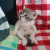 Daily Picdump | Katzen, Baby Katzen, Niedliche Tierbilder für Niedliche Katzenbilder