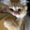 Die 100 Süßesten Katzenbilder | Idee Di Tendenza bei Niedliche Katzenbilder