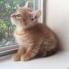 Dreamies.de | Katzenbabys, Süße Katzen, Lustige Katzenbilder über Niedliche Katzenbilder