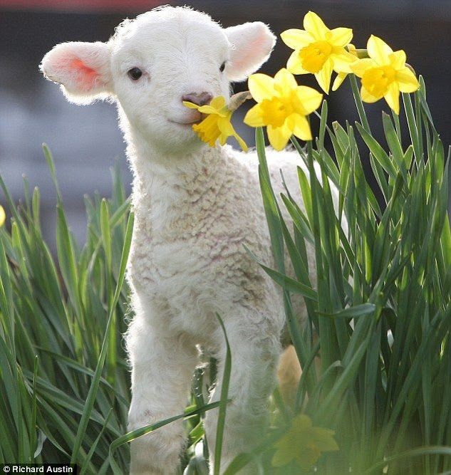 Google+ | Cute Animals, Animals, Animals Beautiful innen Frühlingsbilder Mit Tieren