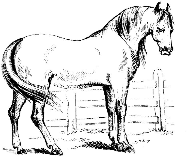 Haflinger (1800×1512) | Ausmalbilder Pferde mit Pferd Bilder Zum Ausmalen