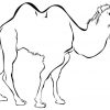 Kamel Ausmalbild - Ausmalbilder Für Kinder | Ausmalen mit Süße Tierbabys Ausmalbilder