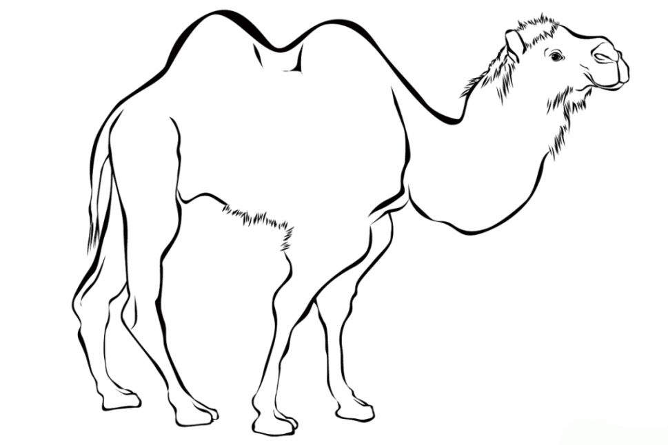 Kamel Ausmalbild - Ausmalbilder Für Kinder | Ausmalen mit Süße Tierbabys Ausmalbilder