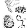 Malvorlage Schlangen - Kostenlose Ausmalbilder Zum ganzes Ausmalbilder Schlangen