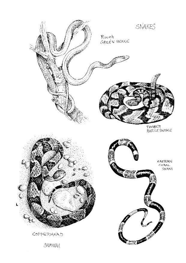 Malvorlage Schlangen - Kostenlose Ausmalbilder Zum ganzes Ausmalbilder Schlangen