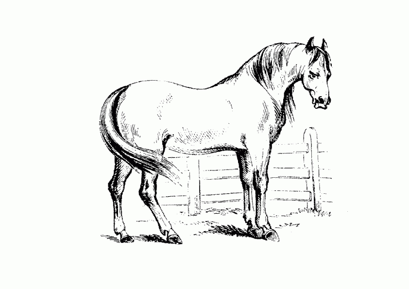 Malvorlagen ,Ausmalbilder, Pferde-20 | Malvorlagen verwandt mit Pferdeausmalbild