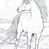 Malvorlagen ,Ausmalbilder, Pferde-8 | Malvorlagen Ausmalbilder über Ausmalbilder Pferde