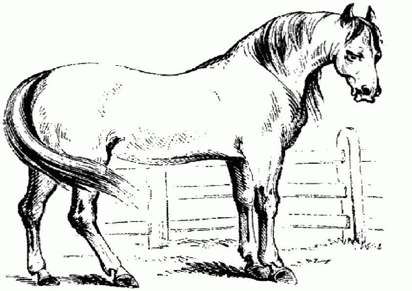 Malvorlagen ,Ausmalbilder, Pferde-9 | Malvorlagen Ausmalbilder für Ausmalen Pferd