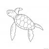 Malvorlagen Schildkröte Schule | Turtle Drawing, Turtle bei Ausmalbild Schildkröten