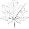 Norway Maple Leaf Coloring Pages Printable für Herbstblatt Ausmalbild
