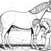 Pferde Ausmalbilder Ausdrucken | Horse Coloring Pages mit Pferde Ausmalbilder