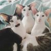 Pin Von Liza Khalessi Auf Kitty Cats | Katzenrassen bestimmt für Niedliche Katzenbilder