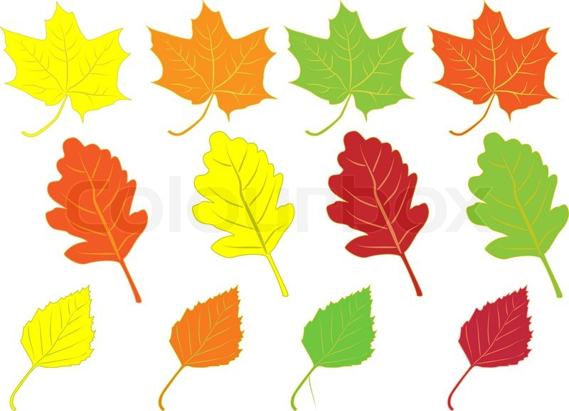 Sammlung Von Bunten Herbstblätter Auf Weißem Hintergrund in Malvorlage Blätter Herbst