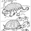 Schildkrote Ausmalbild Von Oben - Cartoon-Bild in Ausmalbild Schildkröten