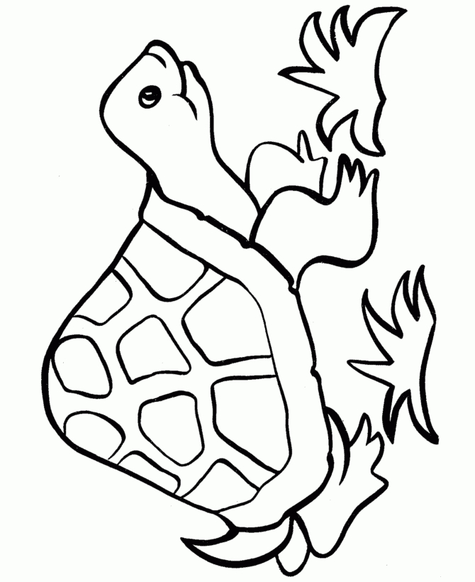 Schildkröte: Ausmalbilder &amp; Malvorlagen - 100% Kostenlos mit Ausmalbild Schildkröte