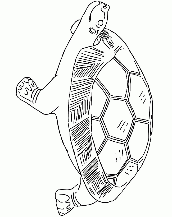 Schildkröten Ausmalbilder &amp; Malvorlagen: Animierte Bilder mit Ausmalbild Schildkröten