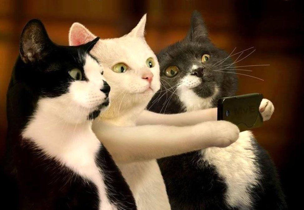 Selfie Gefällig | Lustige Katzenbilder, Lustige Katzen für Niedliche Katzenbilder