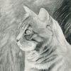 Thams Tierzeichnungen - Katzenportraits- Und Bilder in Kätzchen Zeichnen