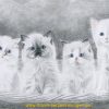 Thams Tierzeichnungen - Katzenportraits- Und Bilder verwandt mit Kätzchen Zeichnen