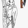 Tiere - Vorlagen 2 | Disney Zeichnen Anleitung, Vogel ganzes Vorlage Tiere Zeichnen