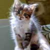 Top 48 Lustige Und Süße Katzenbilder | Baby Katzen in Niedliche Katzenbilder