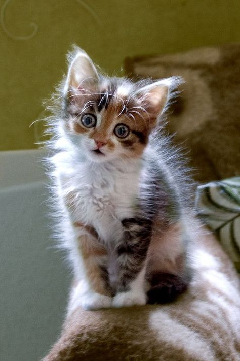 Top 48 Lustige Und Süße Katzenbilder | Baby Katzen in Niedliche Katzenbilder