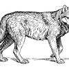 Wolf Ausmalbilder Zum Ausdrucken : Wolf 2 Ausmalbilder Fur bestimmt für Ausmalbilder Wolf