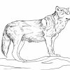 Wolf Malvorlage Kostenlos » Wölfe Ausmalbilder innen Ausmalbild Wolf