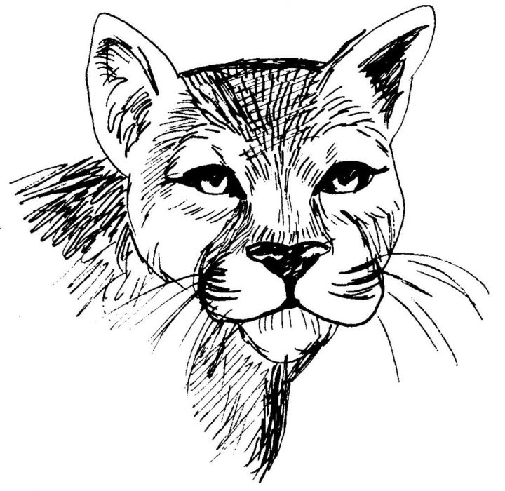 40 Dessins De Coloriage Cougar À Imprimer Sur Laguerche bestimmt für Coloriage Dessin Tete De Chat