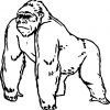 Coloriage De Gorille mit Coloriage Dessin Gorille