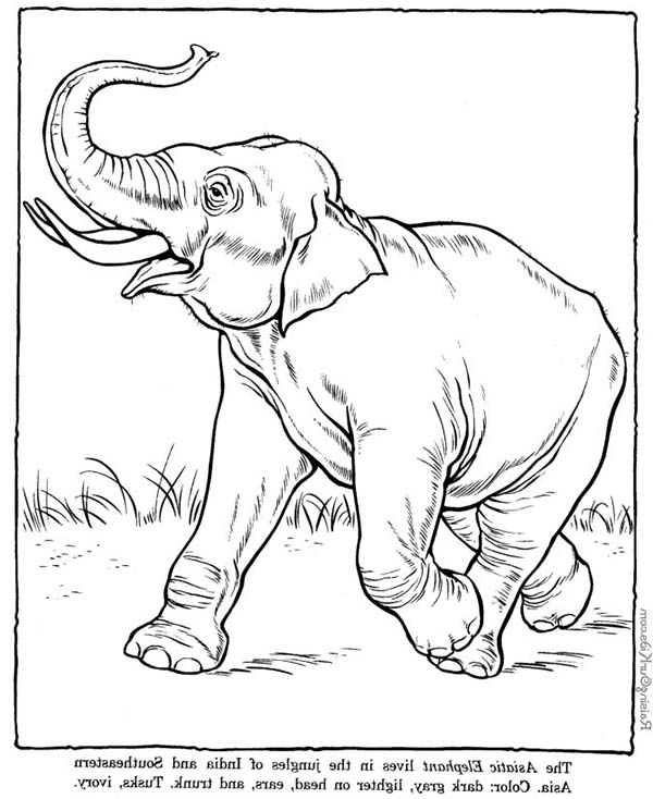Coloriage Éléphant #6442 (Animaux) - Album De Coloriages in Dessin Coloriage Éléphant