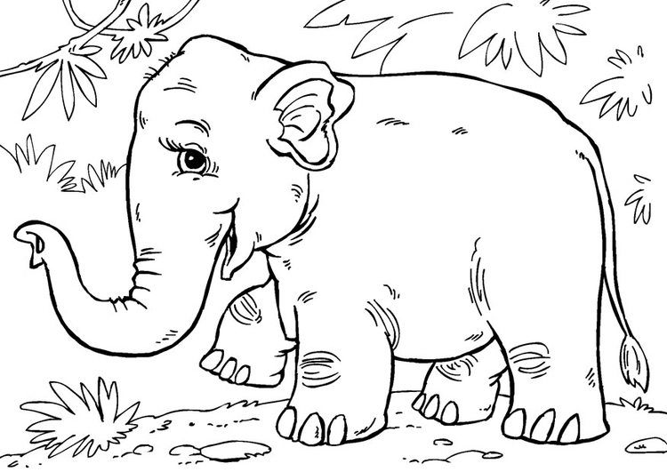 Coloriage Éléphant D'Asie - Coloriages Gratuits À Imprimer für Dessin Coloriage Éléphant