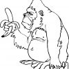 Coloriage Gorille - Primanyc bestimmt für Coloriage Dessin Gorille