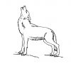 Coloriage Loup 8 - Coloriage Loups - Coloriages Animaux in Coloriage Dessin Loup