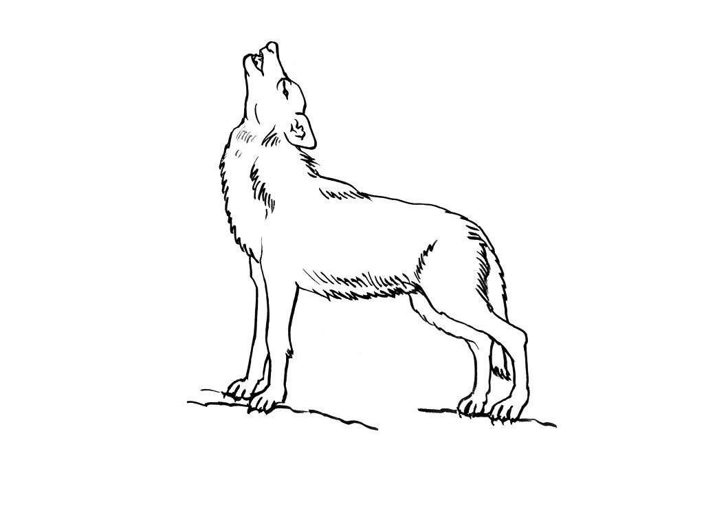 Coloriage Loup 8 - Coloriage Loups - Coloriages Animaux in Coloriage Dessin Loup