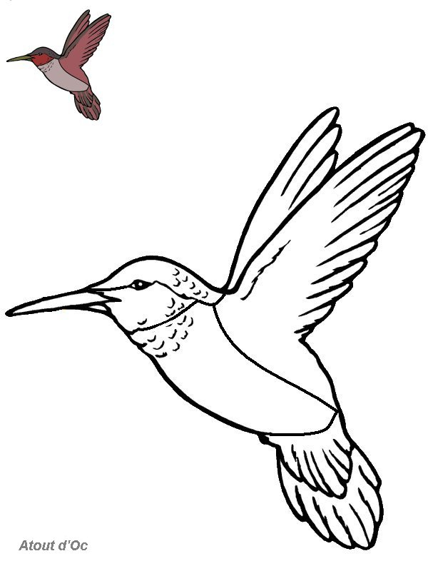 Coloriage Oiseaux De Printemps bestimmt für Coloriage À Imprimer Oiseau