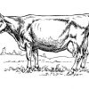 Coloriage Vache - Coloriages Gratuits À Imprimer - Dessin bestimmt für Coloriage Dessin Vache