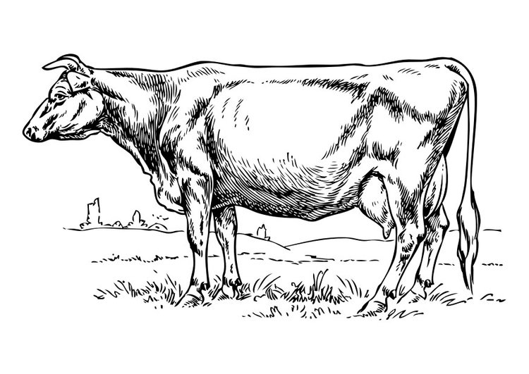 Coloriage Vache - Coloriages Gratuits À Imprimer - Dessin bestimmt für Coloriage Dessin Vache