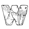 Coloriage W-Walrus - Coloriages Gratuits À Imprimer über W Dessin