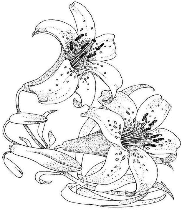Coloriages À Imprimer : Fleurs, Numéro : 1142 ganzes Coloriage Dessin Fleur