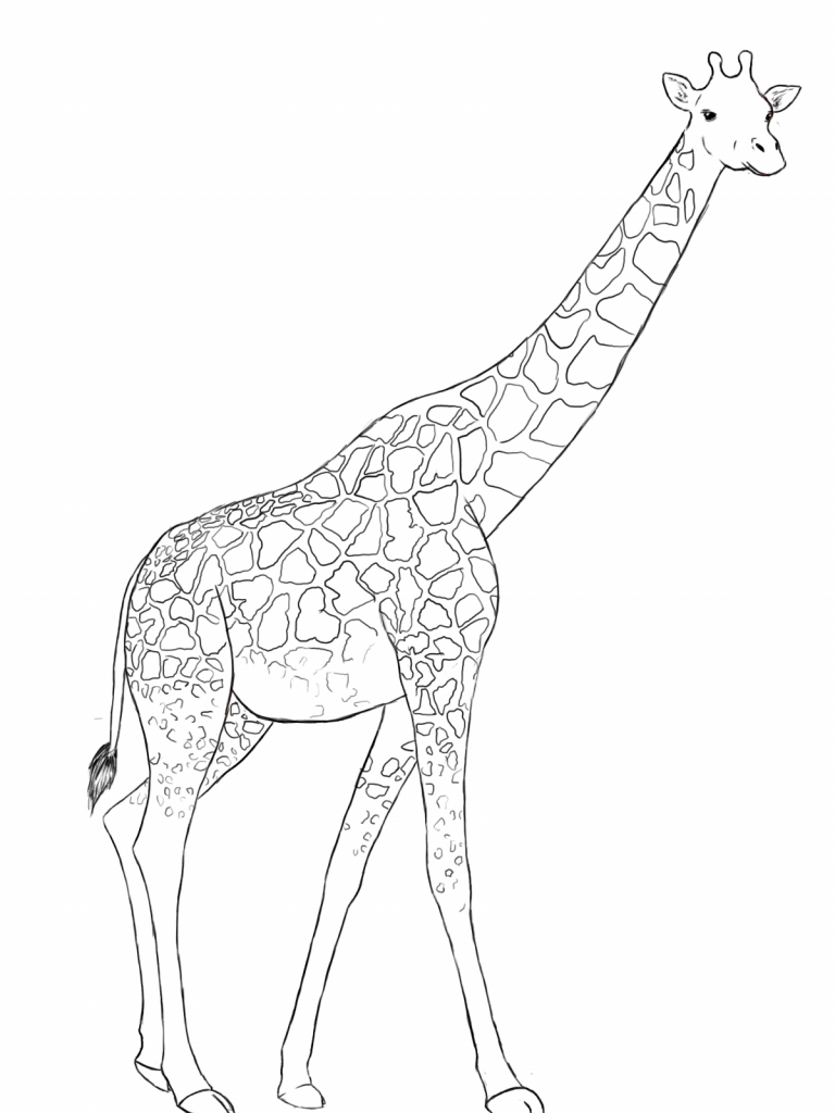 Coloriages À Imprimer : Girafe, Numéro : 7A22E115 ganzes Coloriage Dessin Girafe