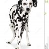 Dalmatiner (7 Jahre) Stockbild. Bild Von Pflegen bestimmt für 7 Jahre Bild