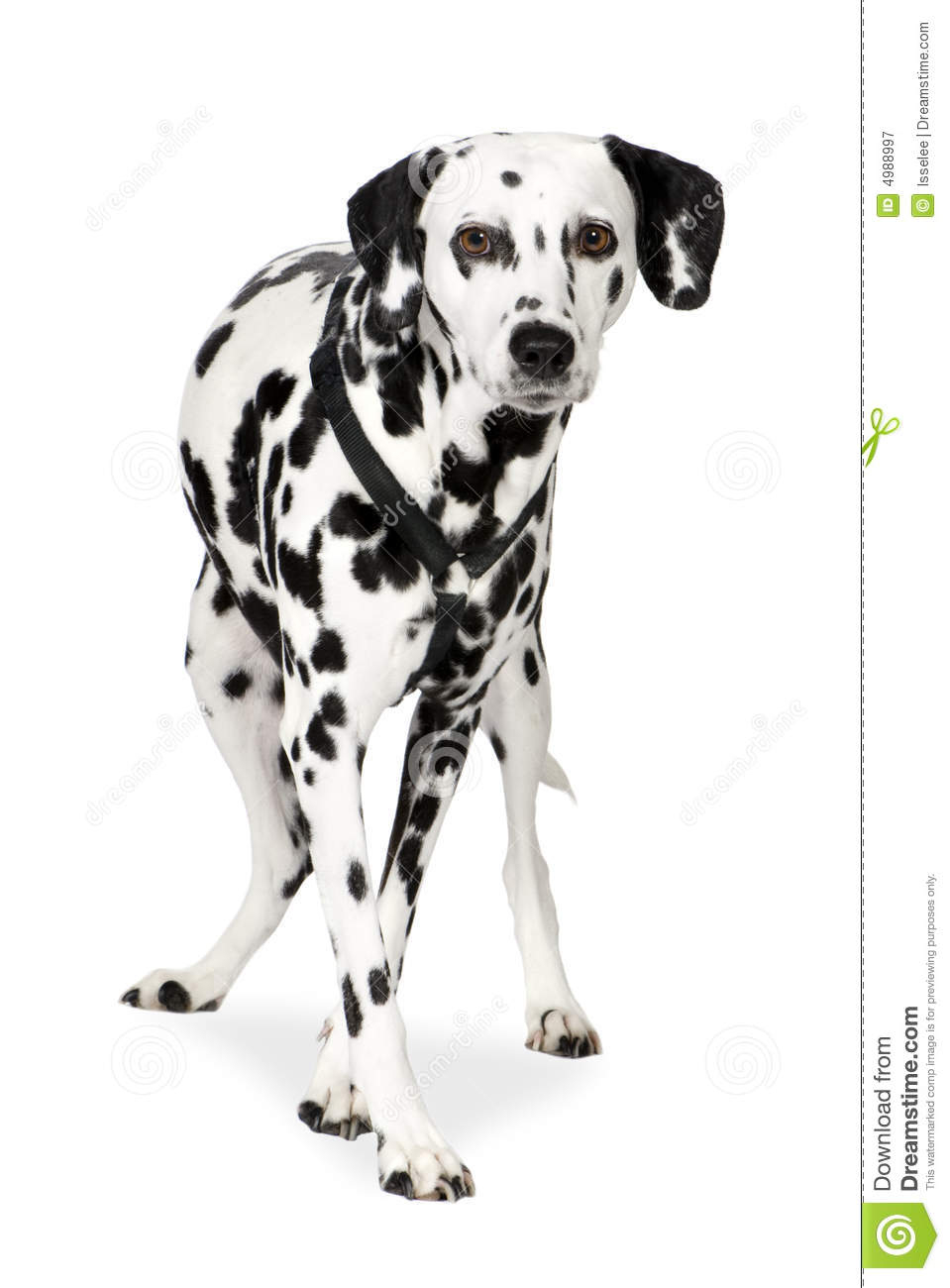 Dalmatiner (7 Jahre) Stockbild. Bild Von Pflegen bestimmt für 7 Jahre Bild