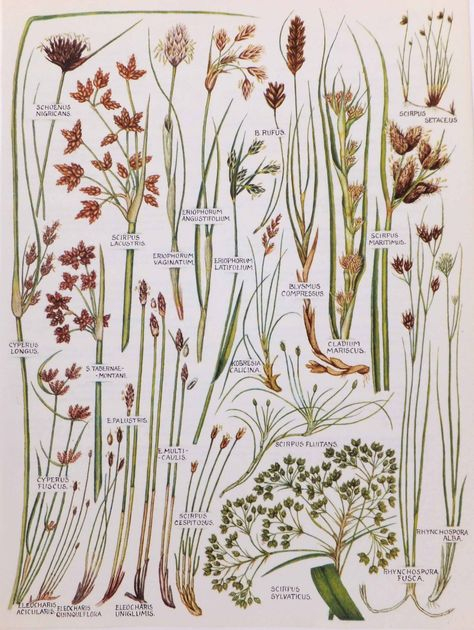 Dessins Botaniques - Illustrations D'Herbe Botanique De bei Coloriage Dessin Herbe