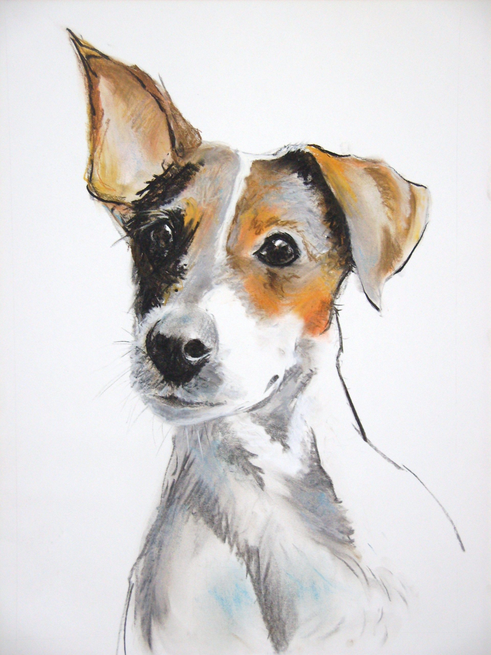 Dog Sketch, Dog Art, Animal Drawings mit Dessin Coloriage Jack Russel