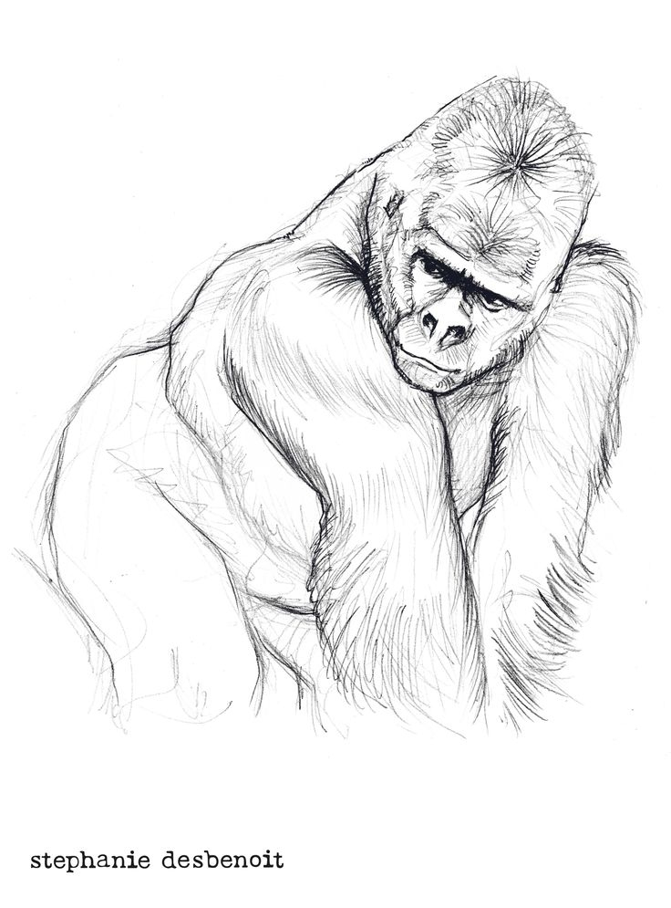 Épinglé Par Stéphanie Desbenoit Sur Great Apes In Art (3 für Coloriage Dessin Gorille
