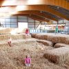 Ferien Auf Fehmarn Mit Kindern: Bauernhof-Urlaub ganzes Bauernhof Kinder Bilder